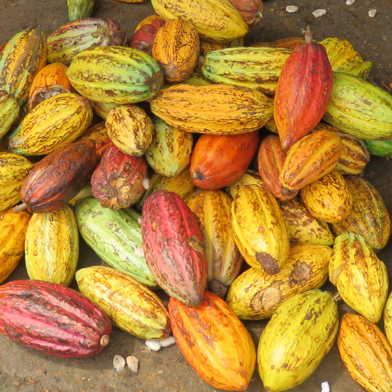 Cabosses de cacao